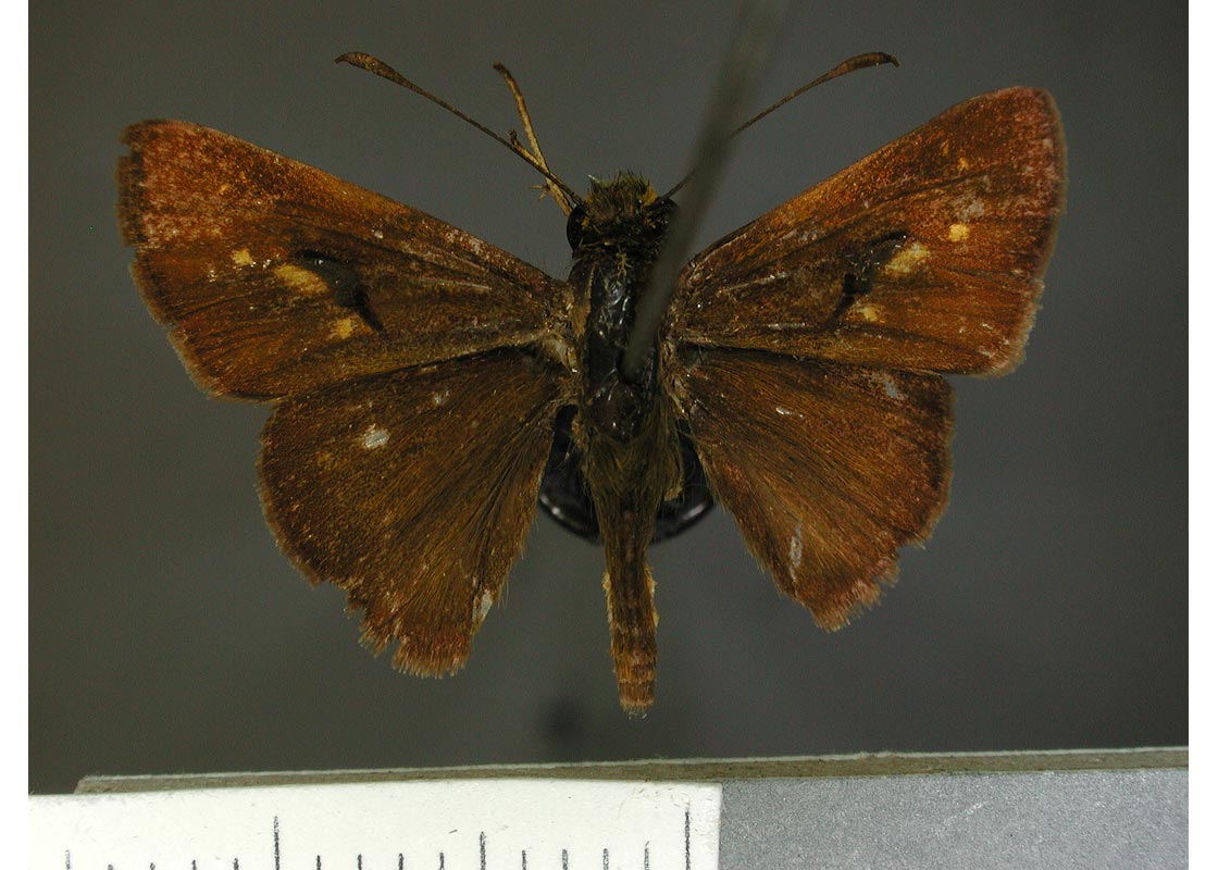 Parphorus Fartuga SYNTYPE TL Brazil RJ USNM 